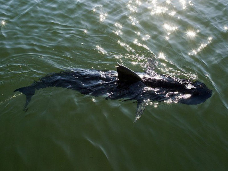 US Navy Tests Shark-Like Underwater Drone