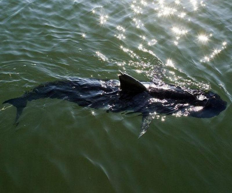 US Navy Tests Shark-Like Underwater Drone