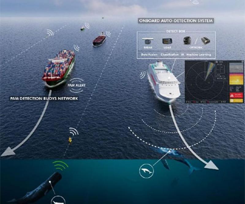 Launch of LIFE-SEADETECT Project, Led by Naval Group, to Protect Cetaceans