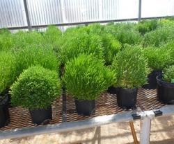 Boeing & UAE Partners to Harvest Biofuel from Desert Plants